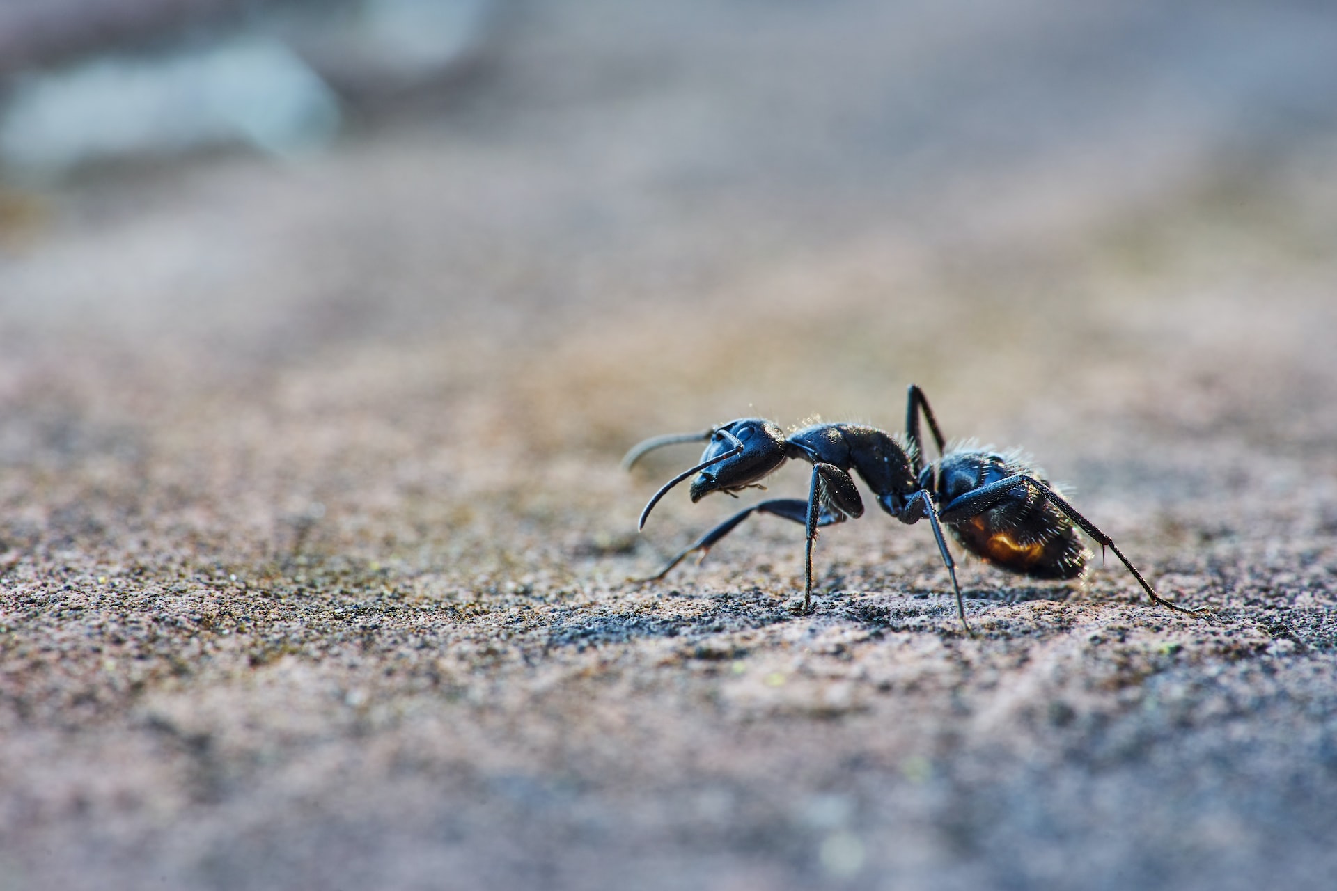 La formica proiettile è davvero pericolosa?